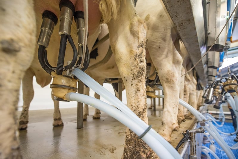 Milking workshop